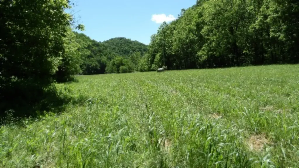 5155 Brimestone Creek Road Moss TN 38575