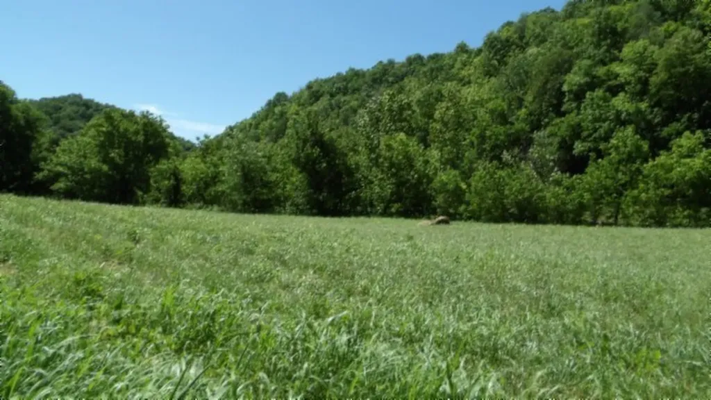 5155 Brimestone Creek Road Moss TN 38575