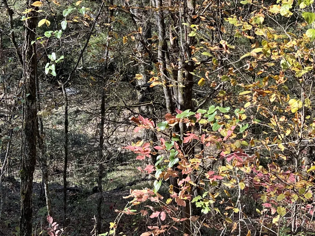 0 Reece Hollow Road Carthage TN 37030
