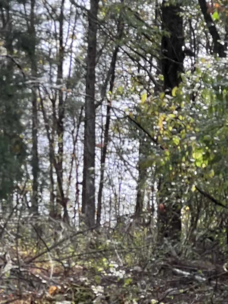0 Reece Hollow Road Carthage TN 37030