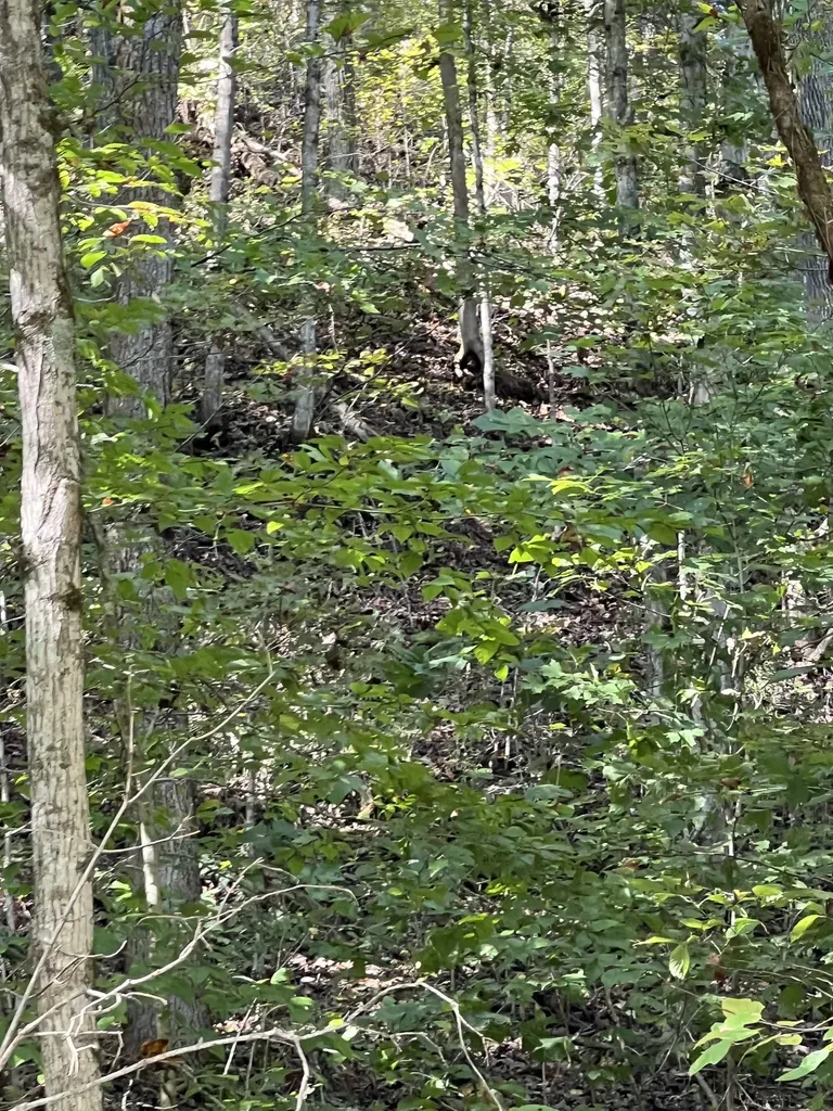 0 Neeley Creek Road Celina TN 38551