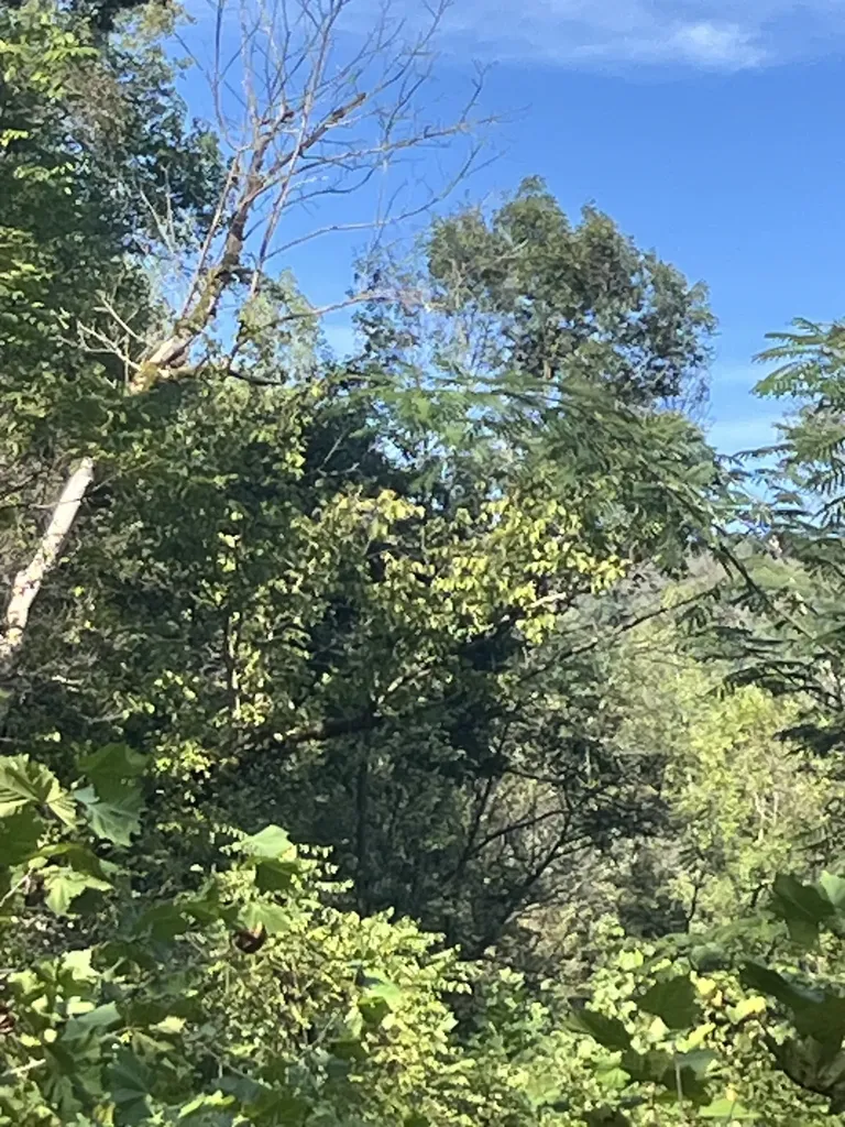 0 Neeley Creek Road Celina TN 38551