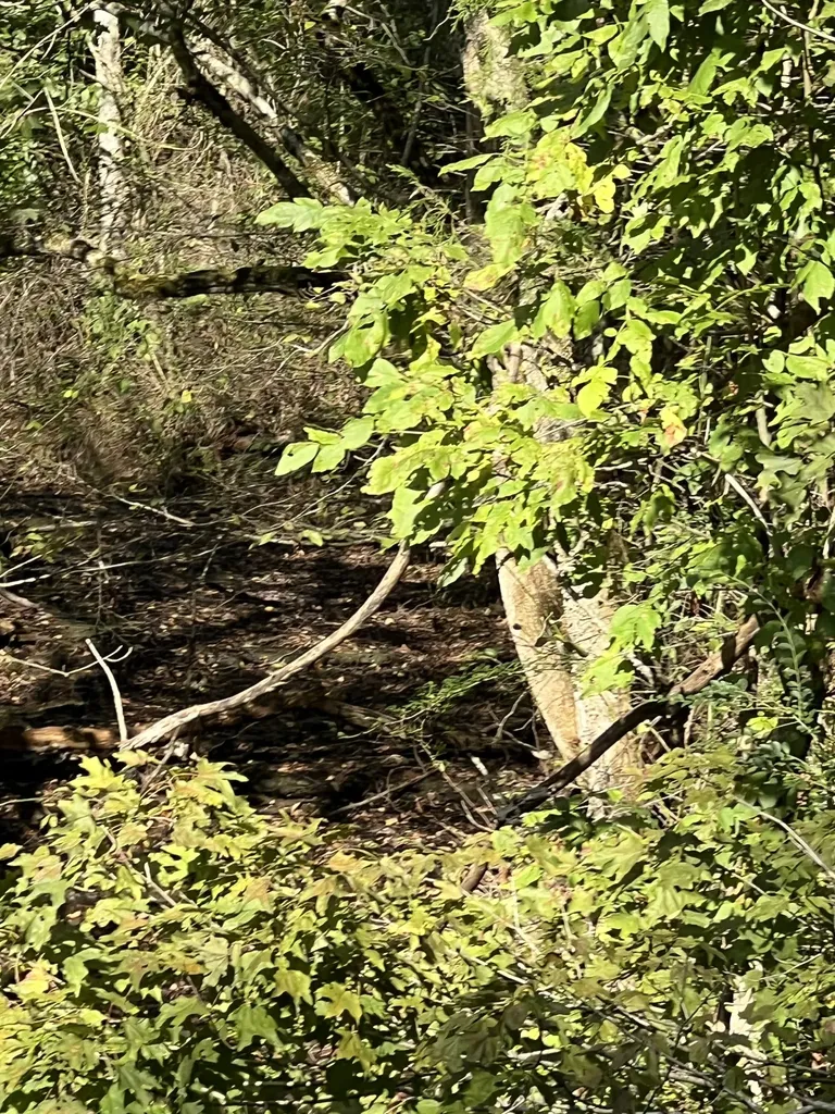 0 Neeley Creek Road Celina TN 38551