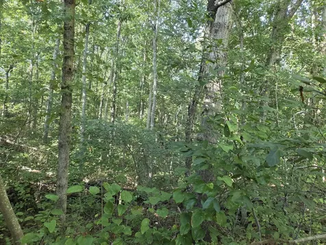 1540 Linden Highway Hohenwald TN 38462