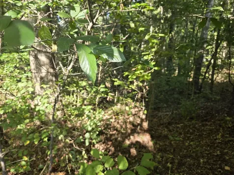 1540 Linden Highway Hohenwald TN 38462
