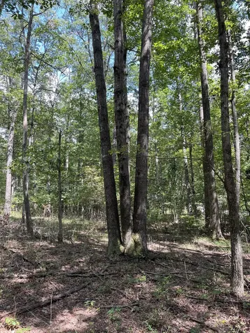 201 Blackberry Farm Road, W Monteagle TN 37356