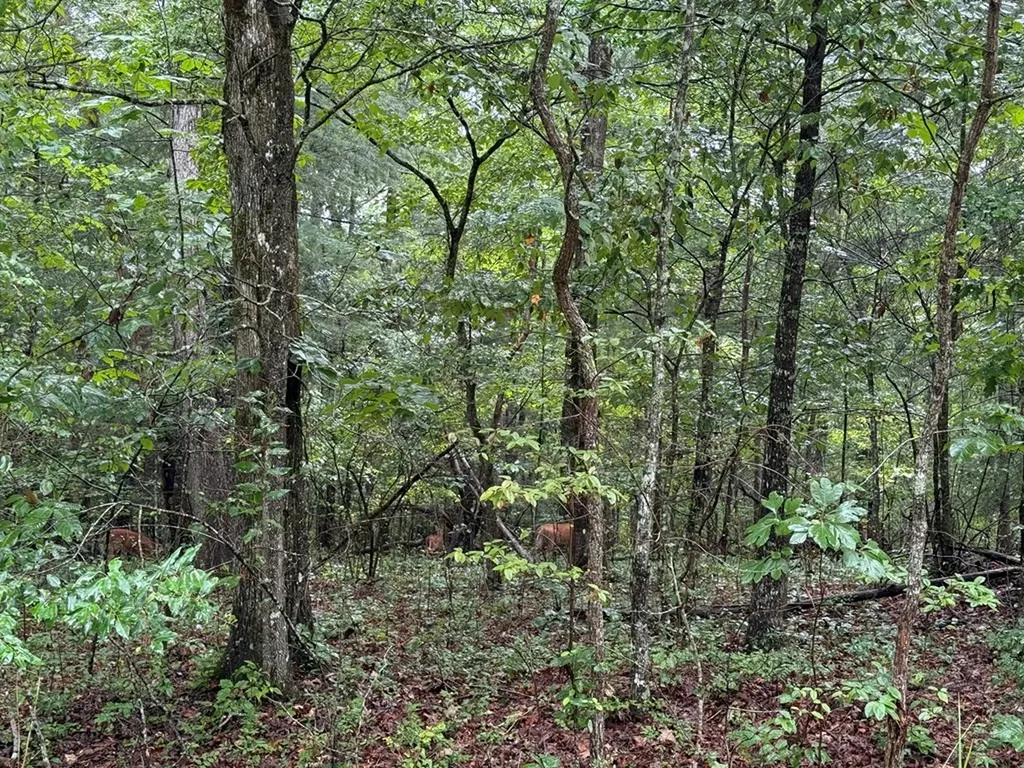 3040 Oklahoma Drive Crossville TN 38572