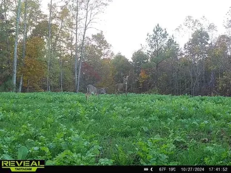 0 West Hollow Road Goodspring TN 38460