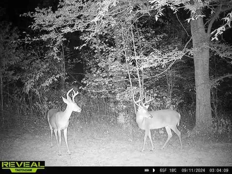 0 West Hollow Road Goodspring TN 38460