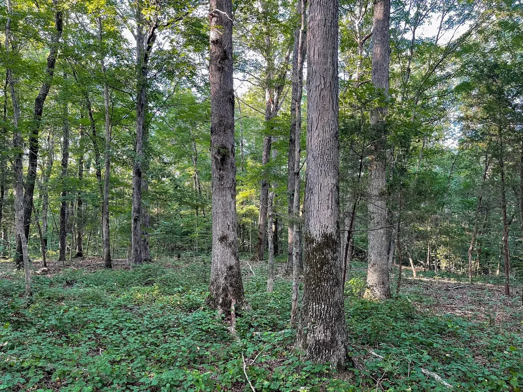 1651 Yellow Creek Dickson TN 37055
