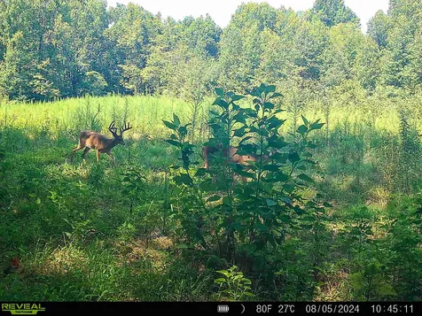 143 Buford Hughey Road Dellrose TN 38453