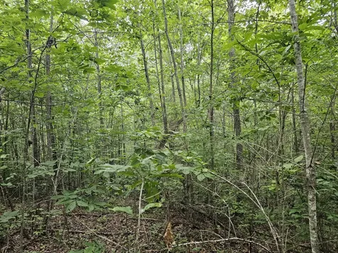 26131 State Route 108 Coalmont TN 37313