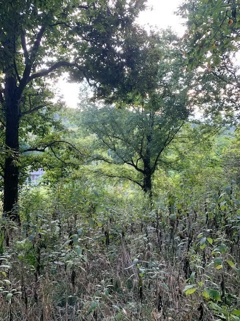 0 Cortner Hollow Road Shelbyville TN 37160