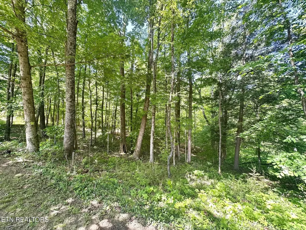 320 Reed Place Monterey TN 38574