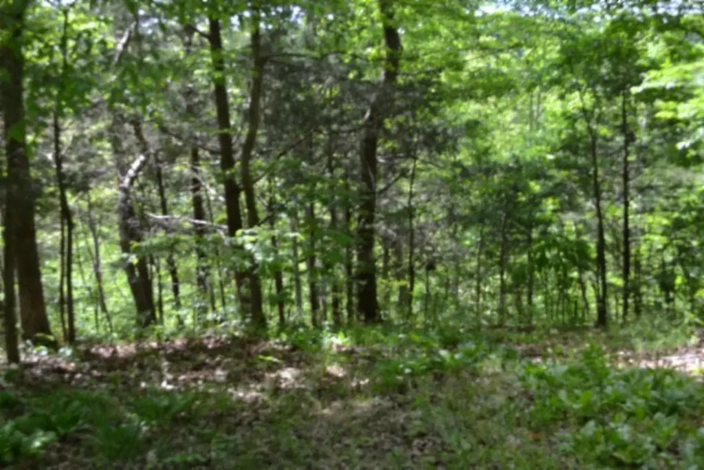 0 Froest Trail Celina TN 38551