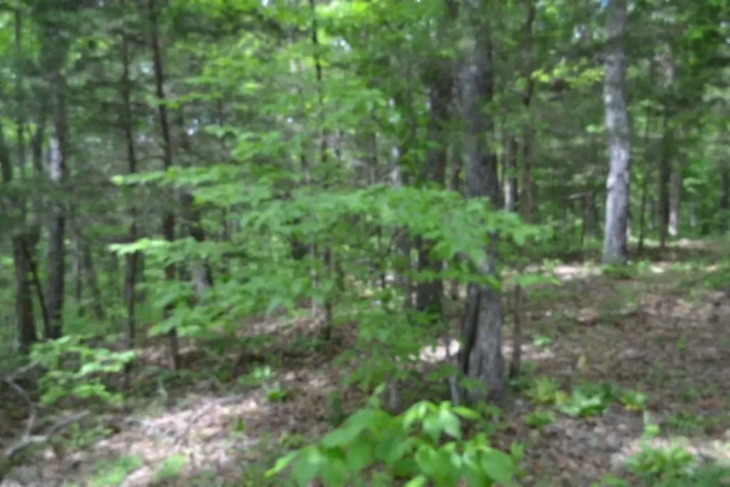0 Froest Trail Celina TN 38551