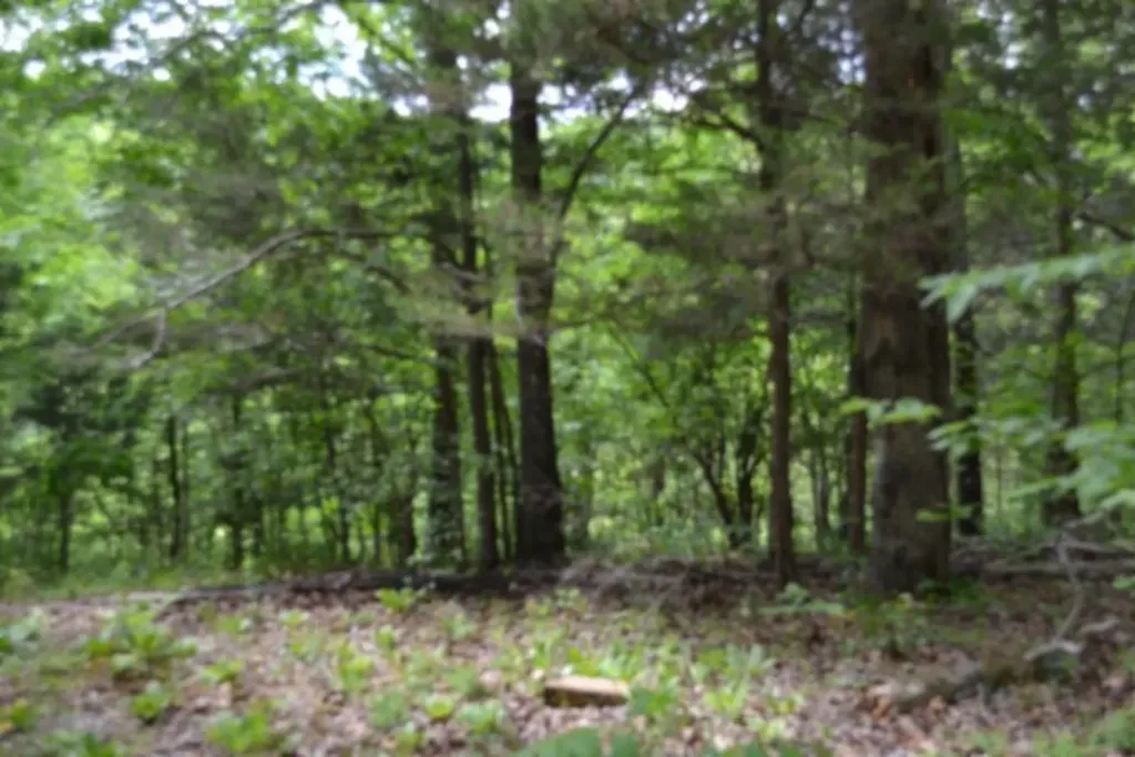 0 Froest Trail Celina TN 38551