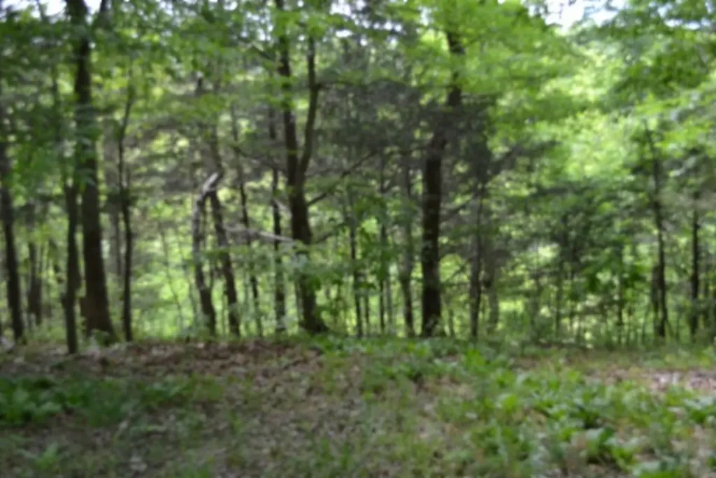 0 Froest Trail Celina TN 38551