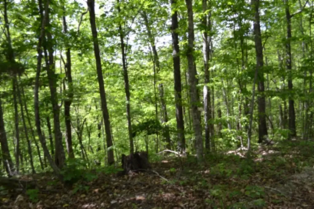 0 Froest Trail Celina TN 38551