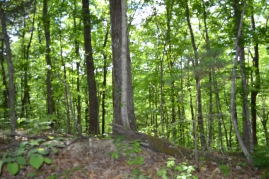 0 Froest Trail Celina TN 38551