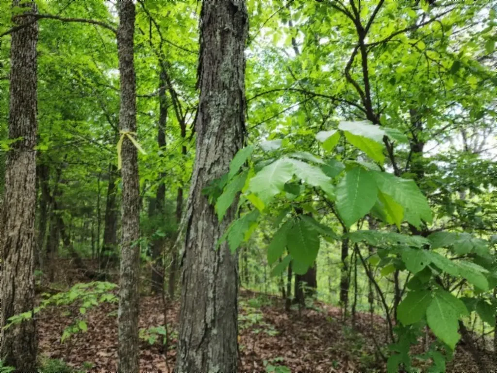0 Froest Trail Celina TN 38551