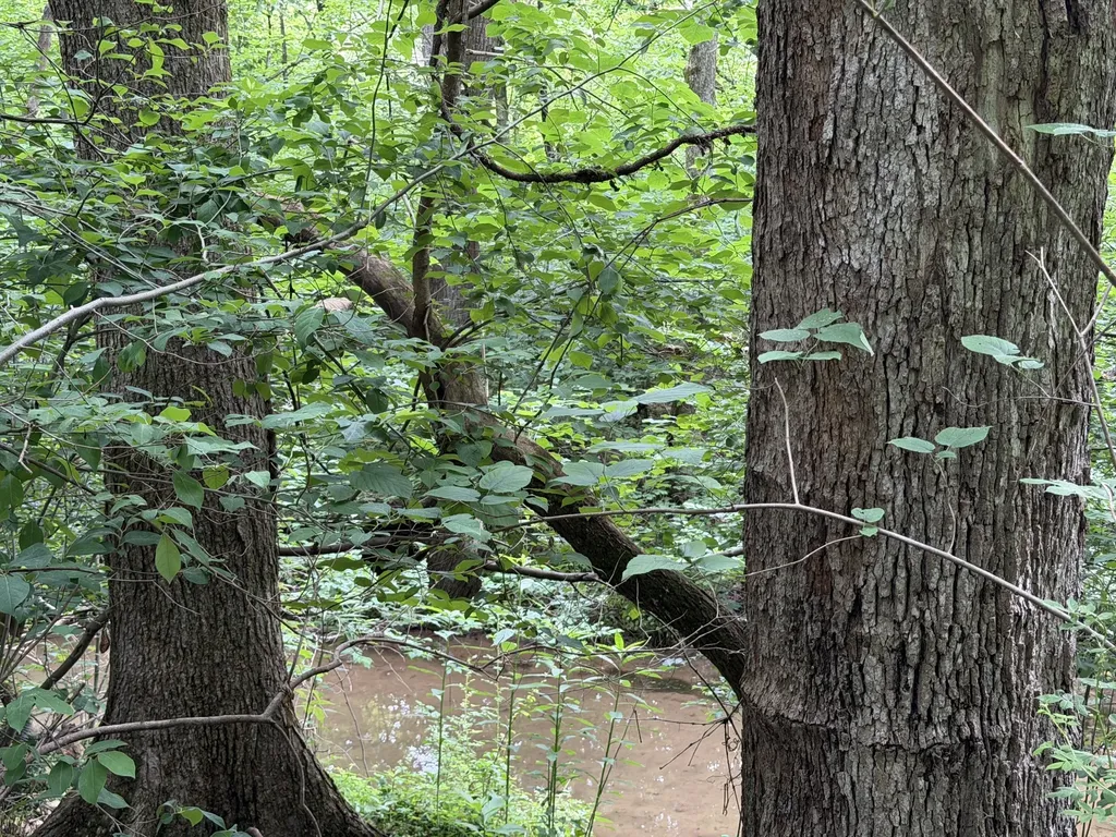 0 Glendale Road Jonesborough TN 37659