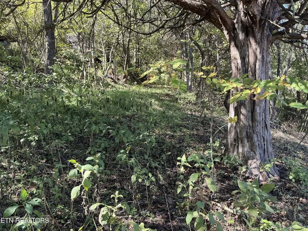 0 Moore Lane Powell TN 37849
