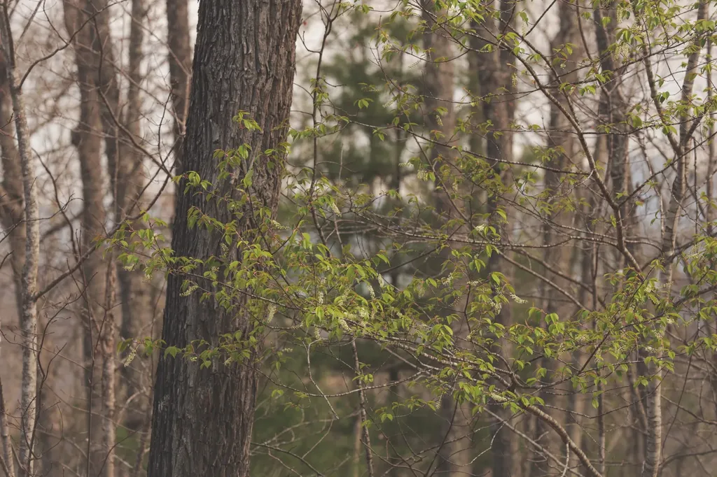 0 Green Ridge Trail Oakdale TN 37829