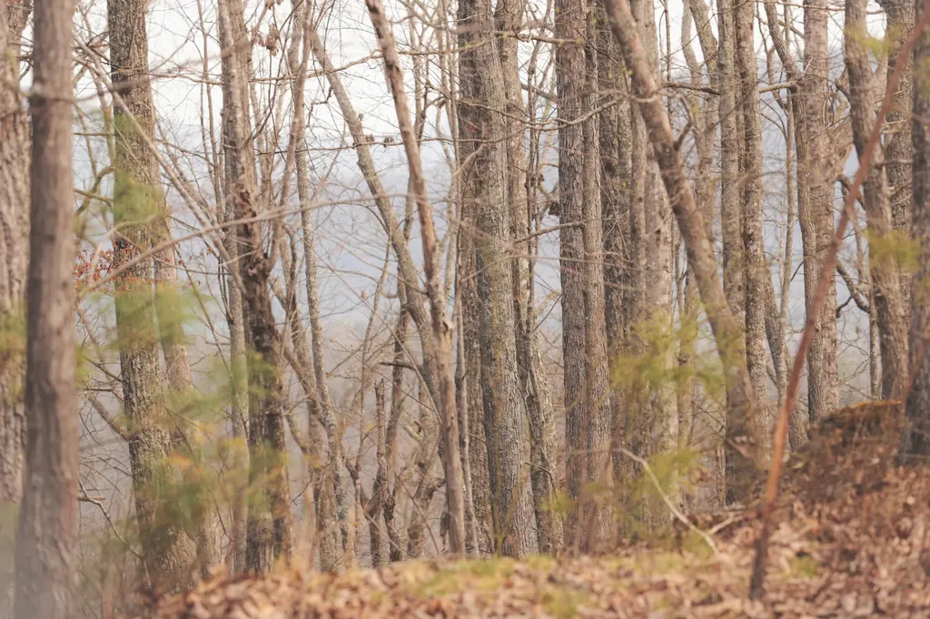 0 Green Ridge Trail Oakdale TN 37829