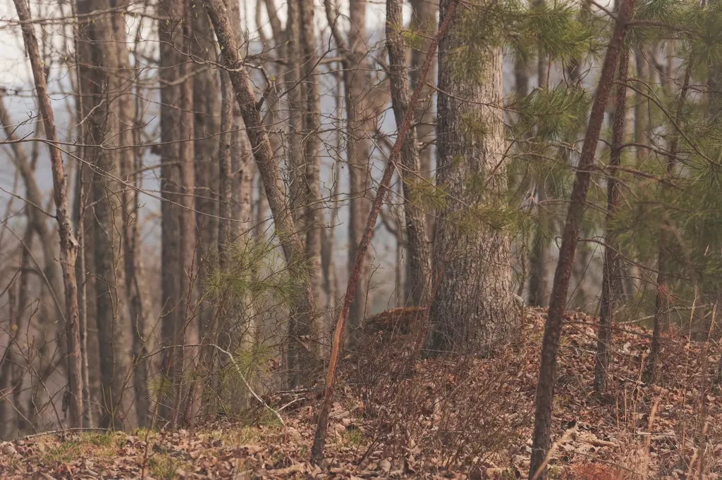 0 Green Ridge Trail Oakdale TN 37829
