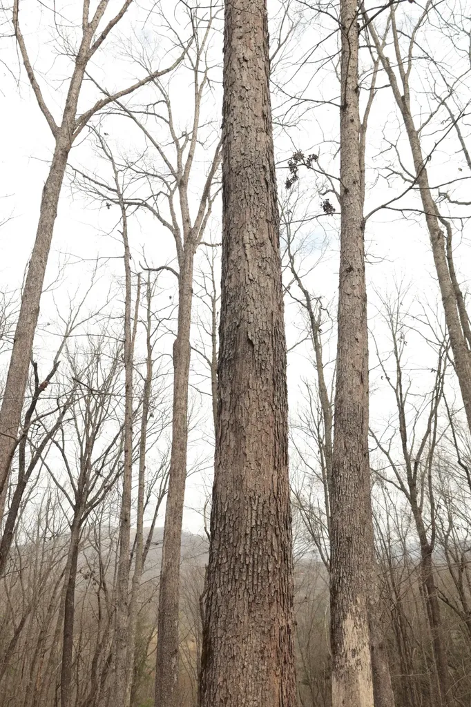 0 Green Ridge Trail Oakdale TN 37829