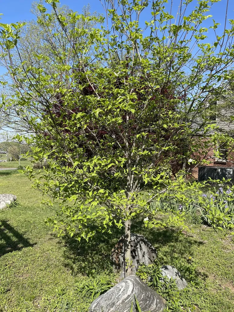 3120 Knobdale Road Nashville TN 37214