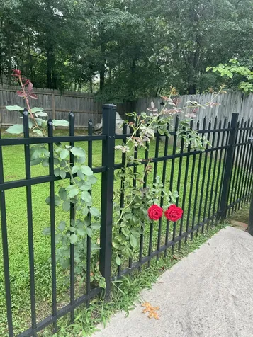 106 Blanton Court Tullahoma TN 37388