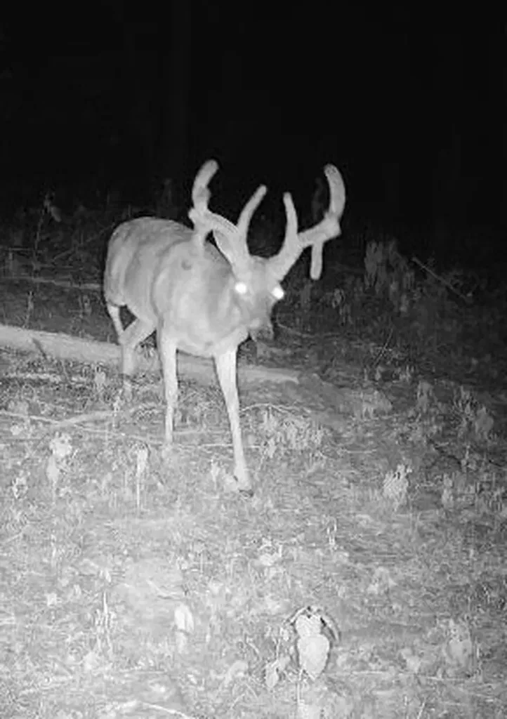 0 Badger Lane Carthage TN 37030