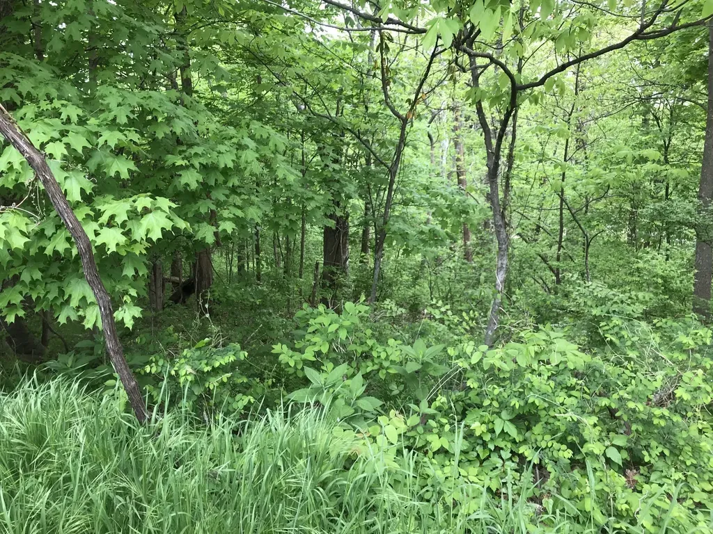1915 Appomattox Drive Lebanon TN 37087