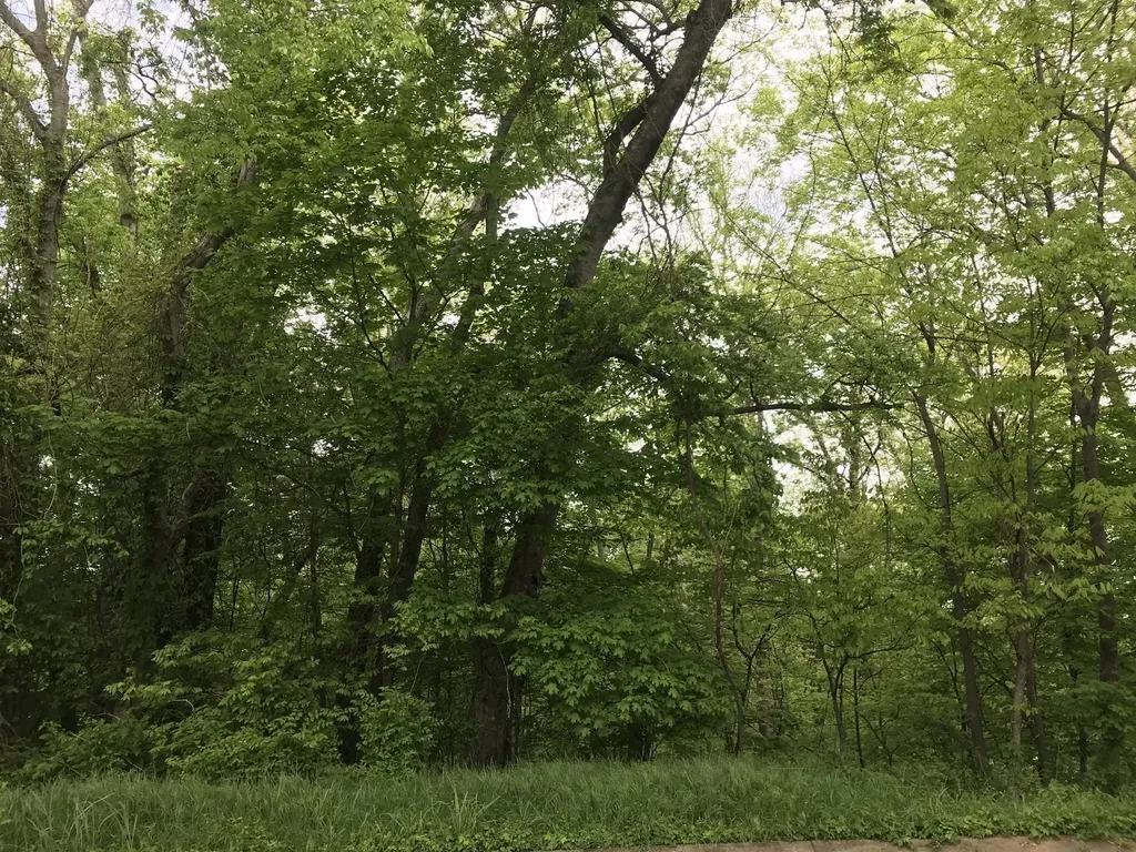 1915 Appomattox Drive Lebanon TN 37087