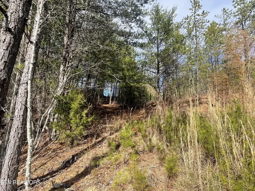 36 Bullet Mountain Drive Tellico Plains TN 37385