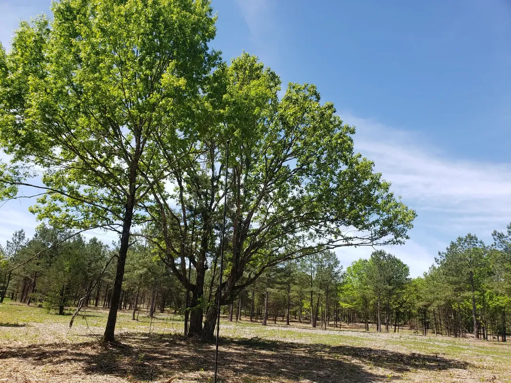 0 Kedron Road Spring Hill TN 37174
