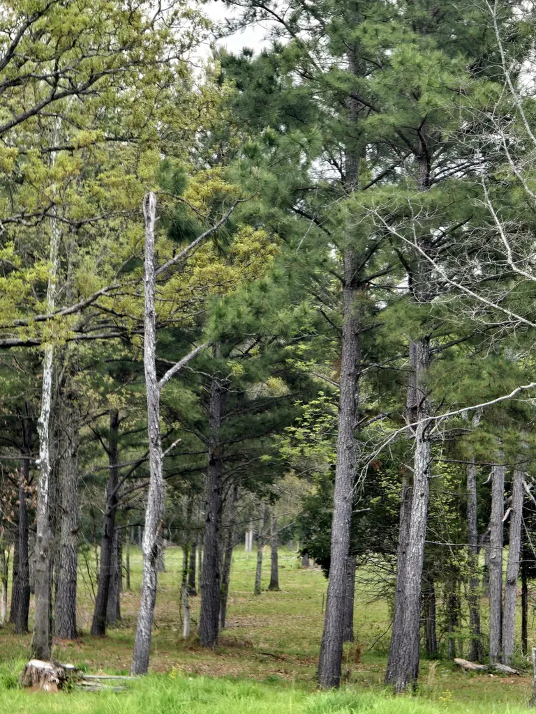 0 Kedron Road Spring Hill TN 37174