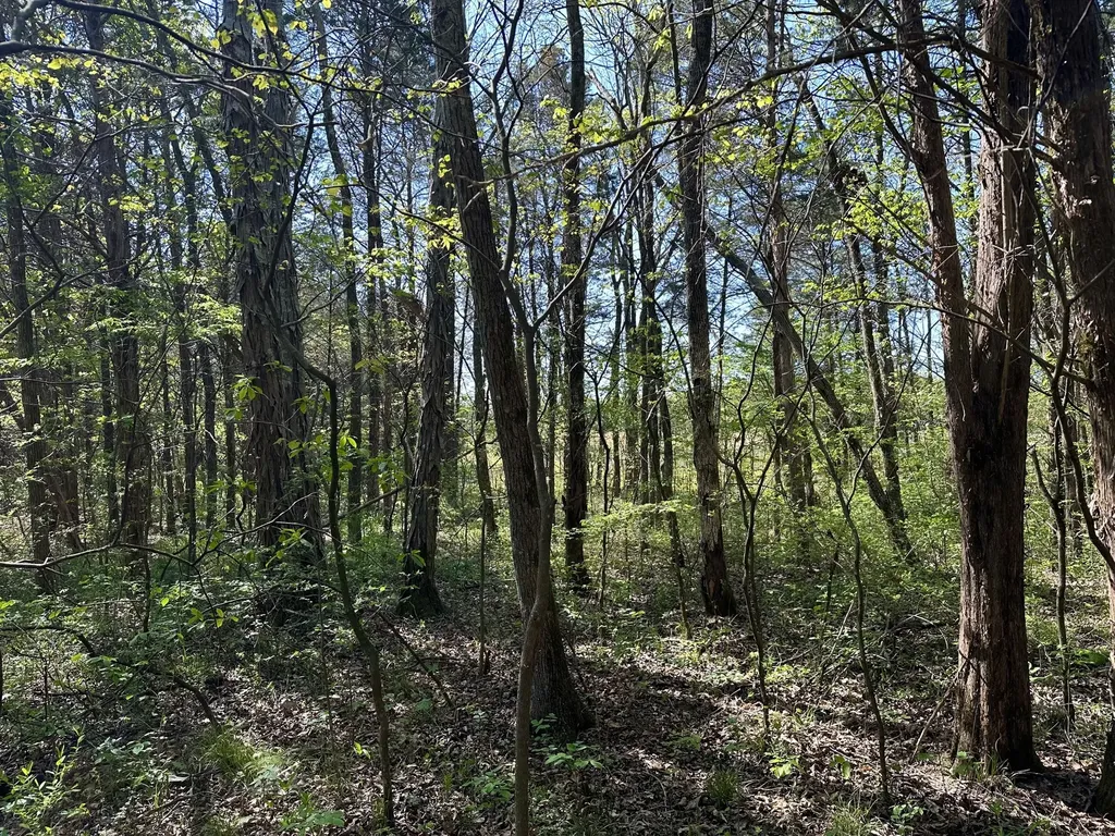 0 Cedar Grove Road, S Chapel Hill TN 37034