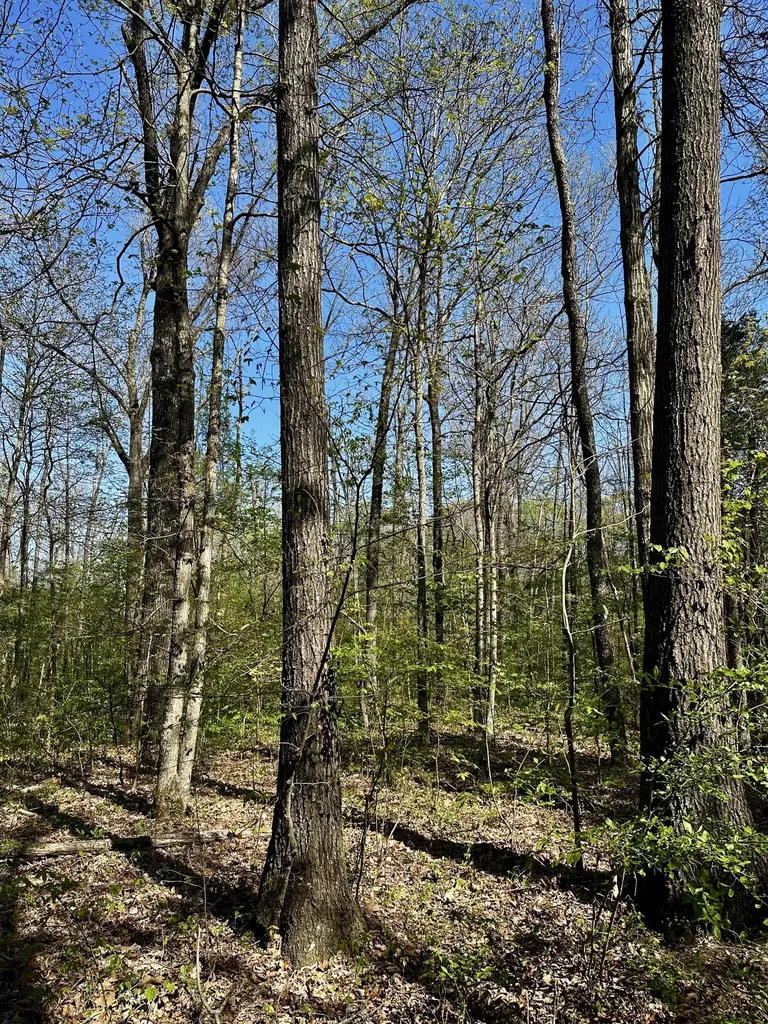 0 Cedar Grove Road, S Chapel Hill TN 37034