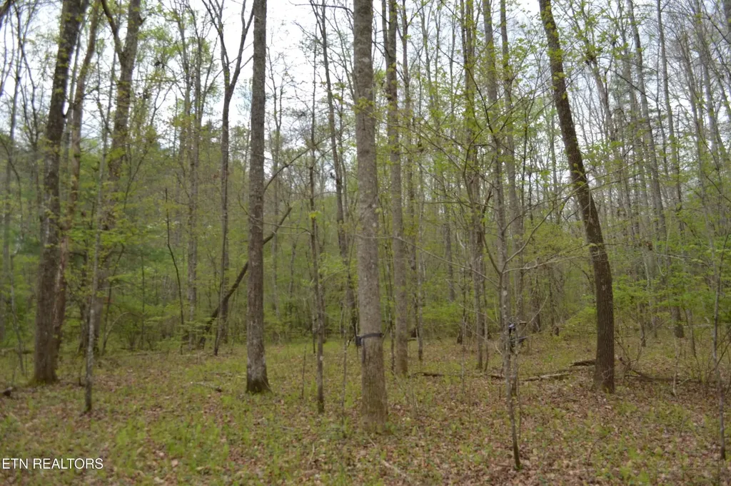 0 N Of Deer Lodge Highway Deer Lodge TN 37726