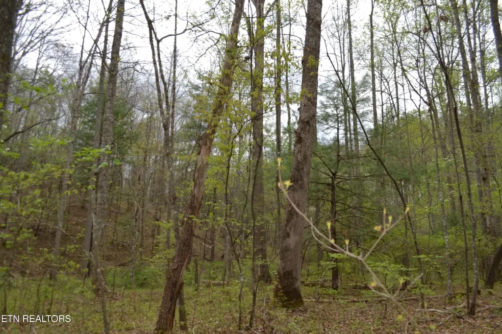 0 N Of Deer Lodge Highway Deer Lodge TN 37726