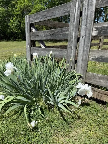 2118 Sue Lane Spring Hill TN 37174