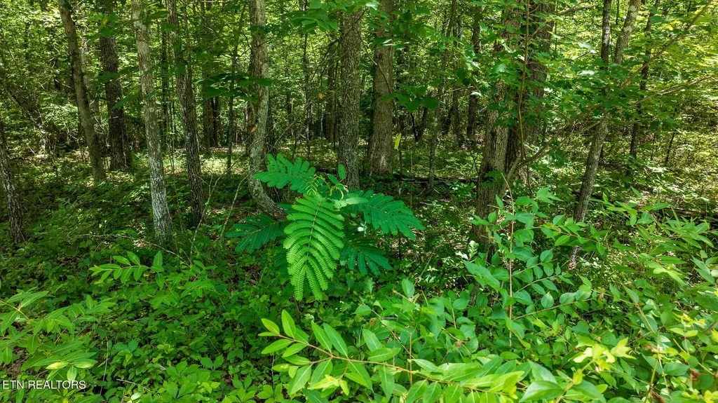 5011 Ostego Drive Crossville TN 38572