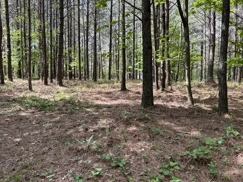 290 Bear Trace Drive Jasper TN 37347