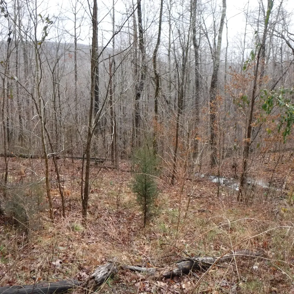0 Cheyenne Drive Jamestown TN 38556