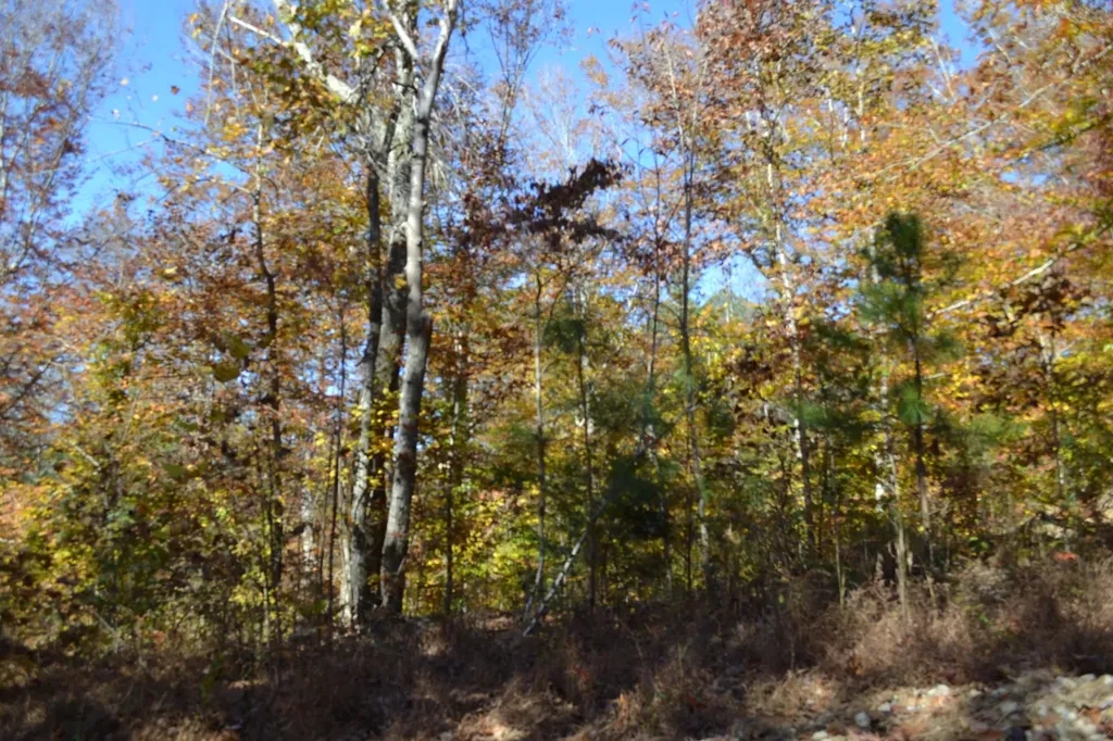 0 Whitson Hollow Road Red Boiling Springs TN 37150