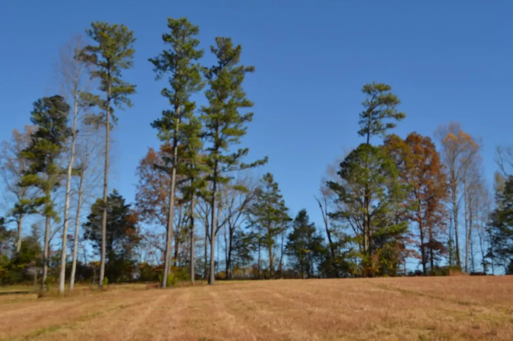 0 Whitson Hollow Road Red Boiling Springs TN 37150