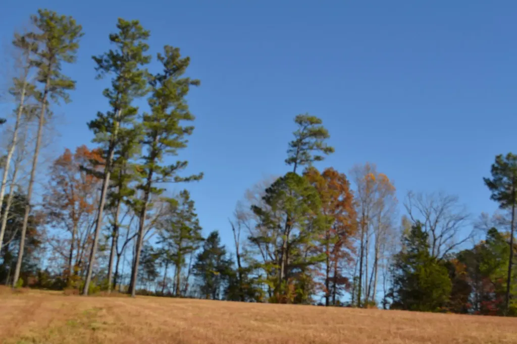 0 Whitson Hollow Road Red Boiling Springs TN 37150